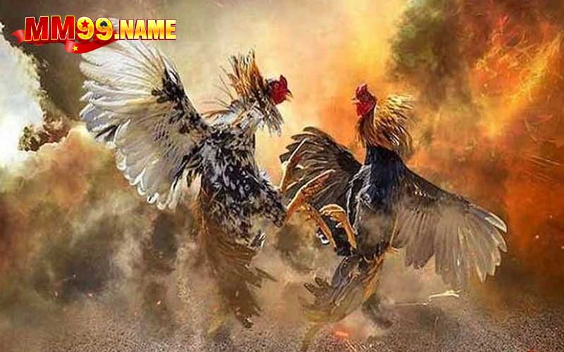 Tổng quan về đá gà MM99