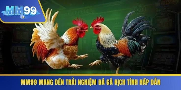 Lý Do Đá Gà MM99 Được Nhiều Người Chơi Quan Tâm